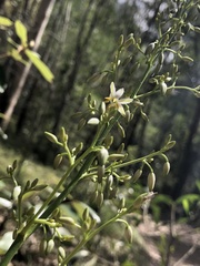 Dianella longifolia