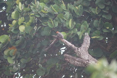 Melanerpes rubricapillus