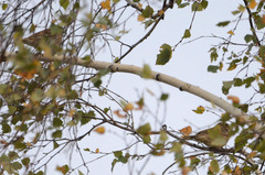 Emberiza leucocephalos