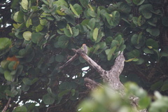 Melanerpes rubricapillus