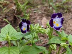 Torenia fournieri