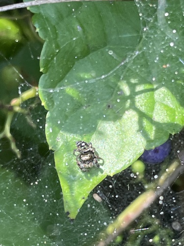 Bold Jumping Spider photographed in Delaware