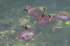 Pelophylax ridibundus