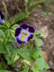 Torenia fournieri