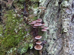Mycena maculata