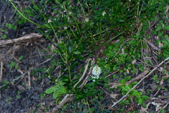 Stackhousia