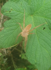 Dolomedes sulfureus