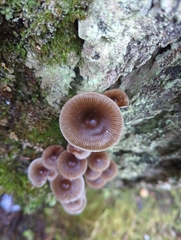 Mycena maculata