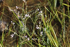 Limonium carolinianum