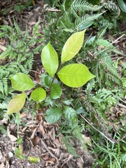 Glochidion rubrum