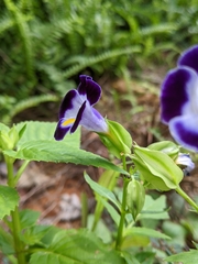 Torenia fournieri