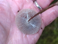 Mycena maculata