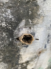 Nannotrigona testaceicornis