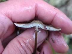Mycena maculata