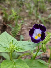 Torenia fournieri