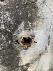 Nannotrigona testaceicornis