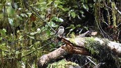 Petroica macrocephala toitoi