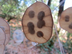 Lunaria annua