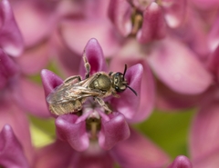 Lasioglossum pilosum