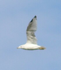 Larus delawarensis