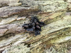 Xylaria corniformis