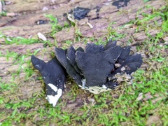 Xylaria corniformis