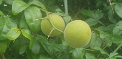 Citrus trifoliata