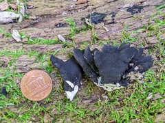 Xylaria corniformis