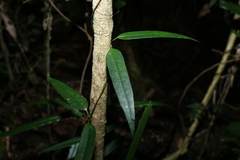 Parsonsia rotata