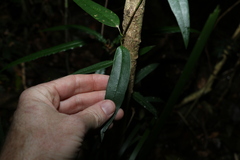 Parsonsia rotata