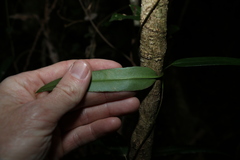 Parsonsia rotata