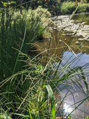 Panicum dichotomiflorum