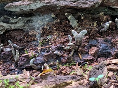 Xylaria corniformis
