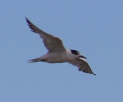 Sterna hirundo