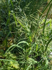 Panicum dichotomiflorum