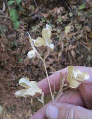 Calochortus albus
