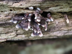 Xylaria corniformis