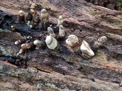 Xylaria corniformis