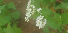 Fagopyrum esculentum