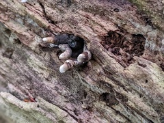 Xylaria corniformis