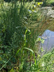 Panicum dichotomiflorum