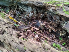Xylaria corniformis