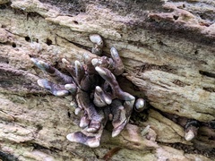 Xylaria corniformis