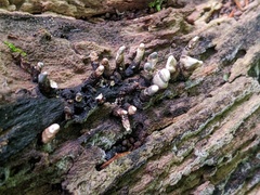 Xylaria corniformis