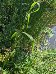 Panicum dichotomiflorum