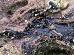 Xylaria corniformis