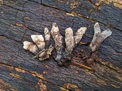 Xylaria corniformis