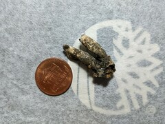 Xylaria corniformis