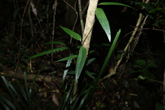 Parsonsia rotata