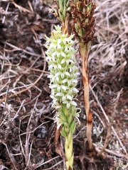 Platanthera elegans elegans